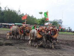 Khas Jembrana, Atraksi Mekepung di Sirkuit All in One Sebagai Daya Tarik Pariwisata