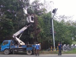 Pasca Lebaran, Dishub Tegal Rambas Pohon Penghalang Traffic Light