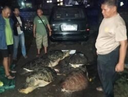 Kurang Dua Pekan, Pelaku Penyelundupan Penyu Ditangkap Polisi