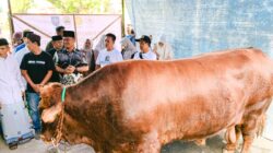 Bobot Capai 1,12 Ton, Warga Desa Prupuk Selatan Terima Sapi Qurban dari Presiden