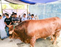 Bobot Capai 1,12 Ton, Warga Desa Prupuk Selatan Terima Sapi Qurban dari Presiden