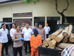 Terbukti Jarah Kayu Jati Dari Hutan Bali Barat, Pelaku Diringkus Polisi