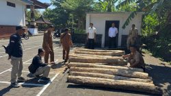 Polisi Ungkap Dugaan Penebangan Liar di Melaya, 34 Gelondong Kayu Jati Diamankan