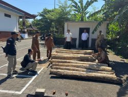 Polisi Ungkap Dugaan Penebangan Liar di Melaya, 34 Gelondong Kayu Jati Diamankan