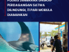 Polres Jembrana Ungkap Perdagangan Satwa Dilindungi, 11 Ekor Pari Mobula Diamankan