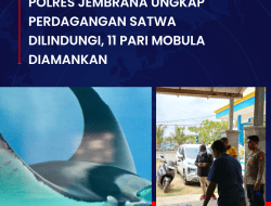 Polres Jembrana Ungkap Perdagangan Satwa Dilindungi, 11 Ekor Pari Mobula Diamankan