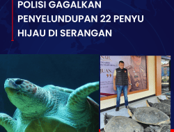 Polisi Gagalkan Penyelundupan 22 Penyu Hijau di Serangan   